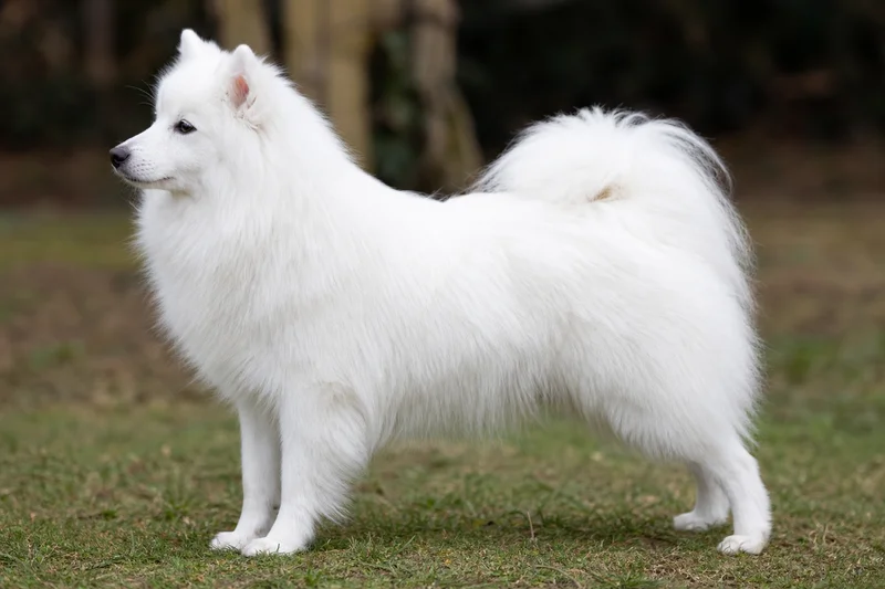 Japanese Spitz — side