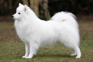 Japanese Spitz dog