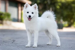 Japanese Spitz — puppy (~4 mo)