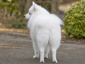 Japanese Spitz — rear
