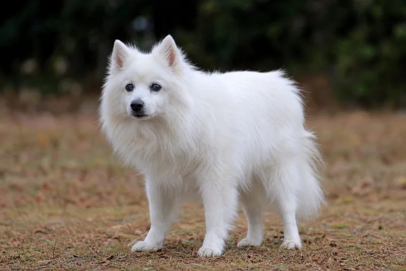 Japanese Spitz — senior
