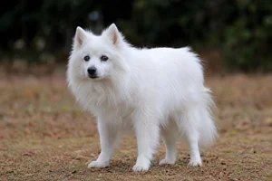 Japanese Spitz — senior