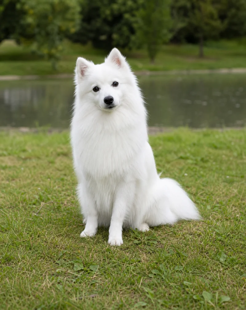 Japanese Spitz — sitting