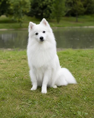 Japanese Spitz — sitting