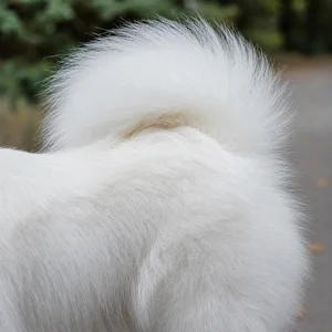 Japanese Spitz — tail