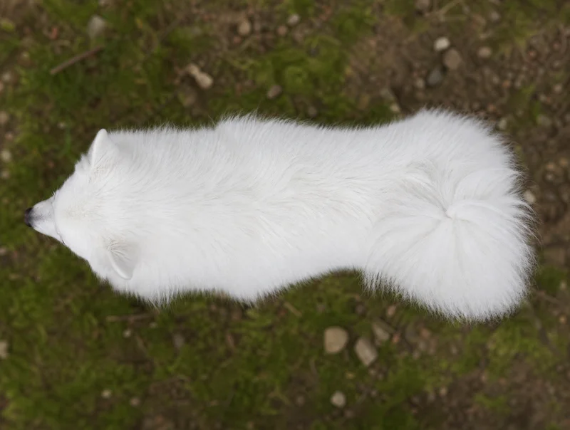 Japanese Spitz — top