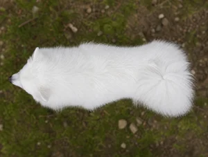 Japanese Spitz — top