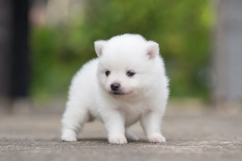 Japanese Spitz — young puppy (~1 mo)