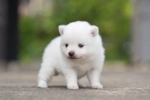 Japanese Spitz — young puppy (~1 mo)