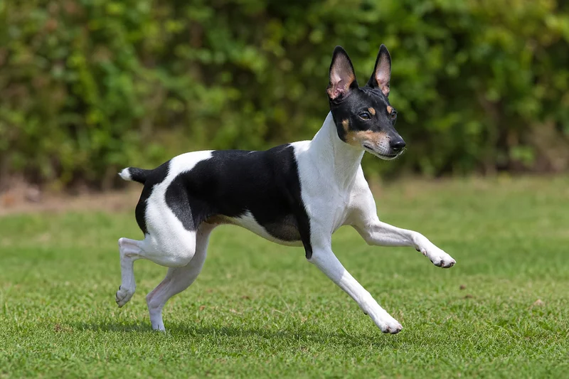 Japanese Terrier — running