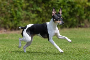 Japanese Terrier — running