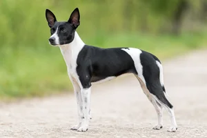 Japanese Terrier — adult