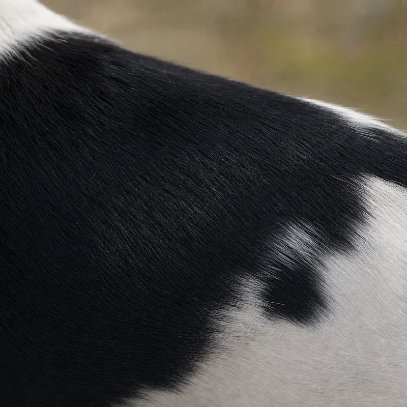 Japanese Terrier — coat texture