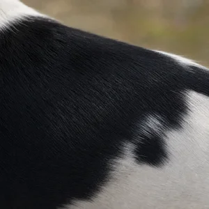 Japanese Terrier — coat texture