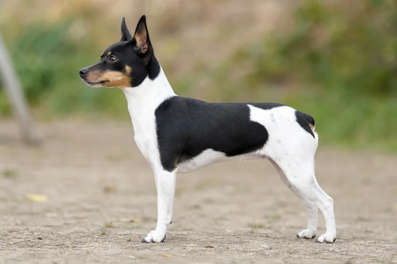 Japanese Terrier — Tricolor coat