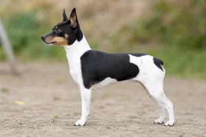 Japanese Terrier — Tricolor coat
