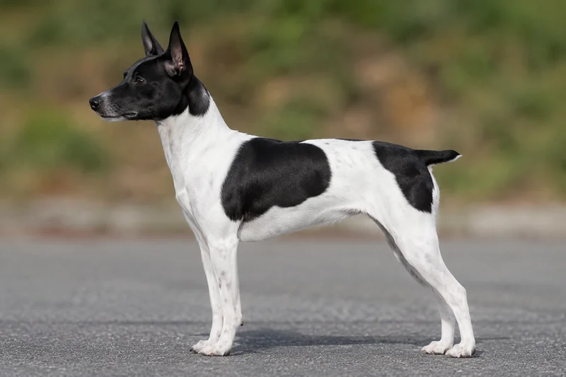 Japanese Terrier — White & Black coat