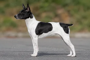 Japanese Terrier — White & Black coat