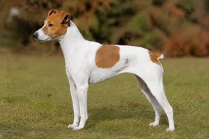 Japanese Terrier — White & Tan coat