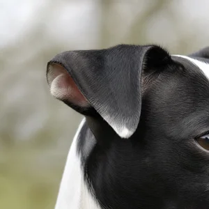 Japanese Terrier — ears
