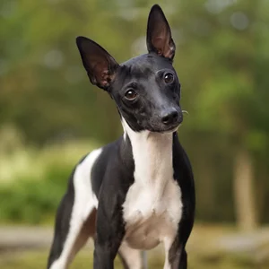 Japanese Terrier — alert