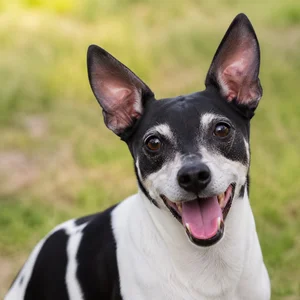 Japanese Terrier — happy