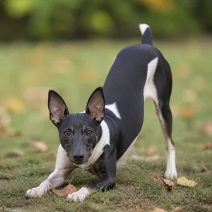 Japanese Terrier — playful