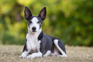 Japanese Terrier — lying down