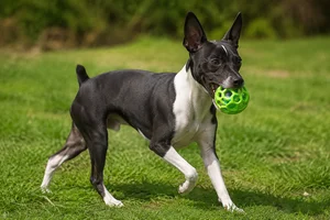 Japanese Terrier — playing