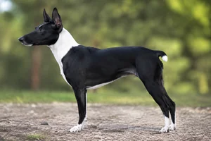 Japanese Terrier dog