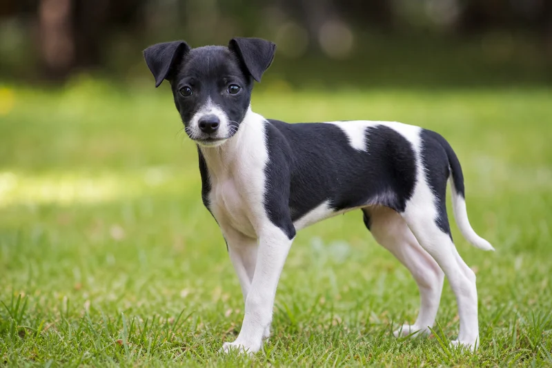 Japanese Terrier — puppy (~4 mo)