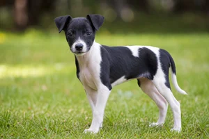 Japanese Terrier — puppy (~4 mo)