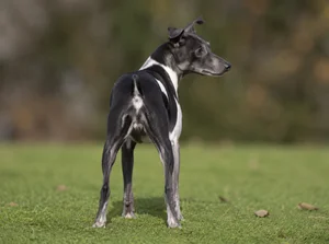 Japanese Terrier — rear