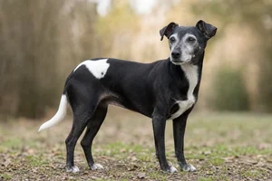 Japanese Terrier — senior