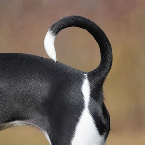 Japanese Terrier — tail