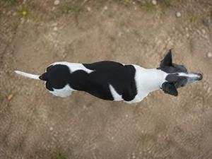 Japanese Terrier — top