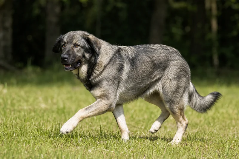 Karst Shepherd Dog — running