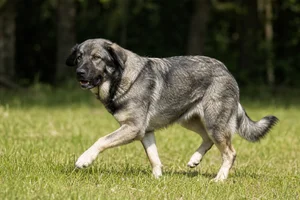 Karst Shepherd Dog — running
