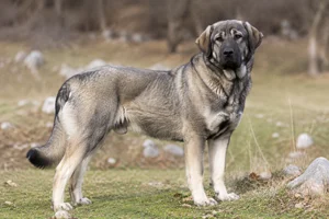 Karst Shepherd Dog — adult
