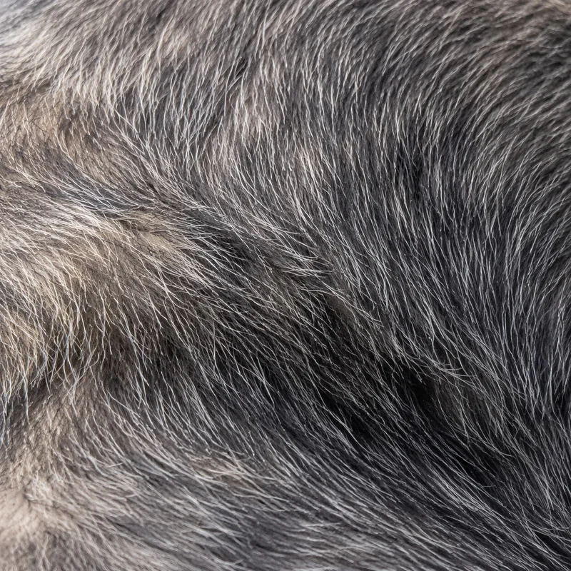 Karst Shepherd Dog — coat texture