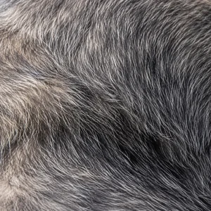 Karst Shepherd Dog — coat texture