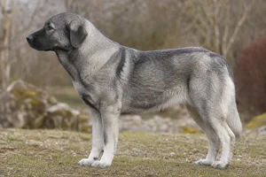 Karst Shepherd Dog — iron gray with lighter markings coat