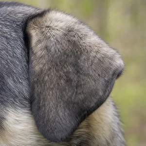 Karst Shepherd Dog — ears