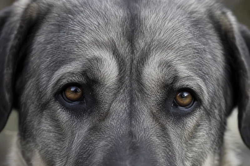 Karst Shepherd Dog — eyes