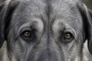 Karst Shepherd Dog — eyes