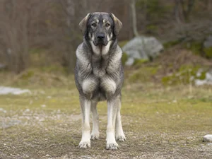 Karst Shepherd Dog — front