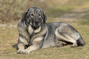 Karst Shepherd Dog — lying down