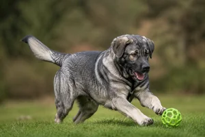 Karst Shepherd Dog — playing
