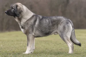 Karst Shepherd Dog dog