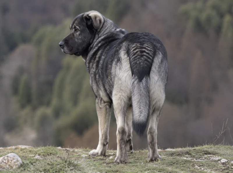 Karst Shepherd Dog — rear